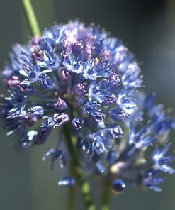 Allium caeruleum (azureum)