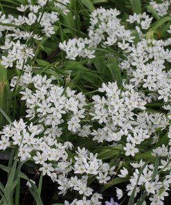 Allium neapolitanum