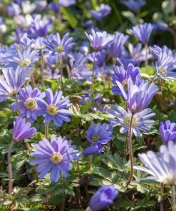 Anemone blanda BLUE SHADES