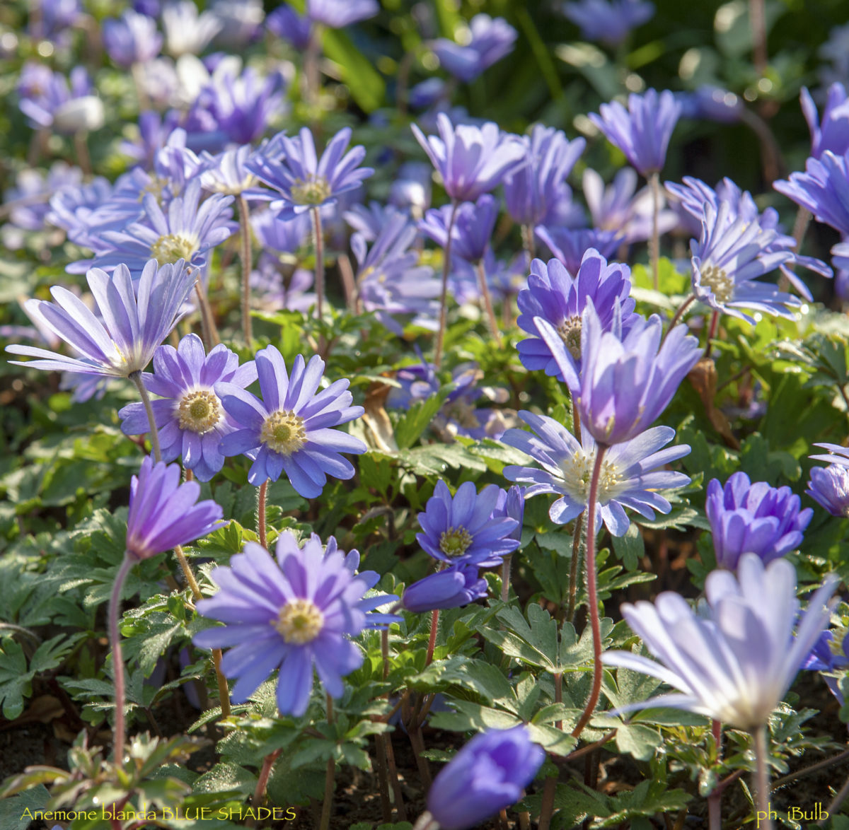 Anemone blanda BLUE SHADES - Image 2