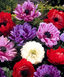 Anemone coronaria ST.BRIGID (in miscuglio)