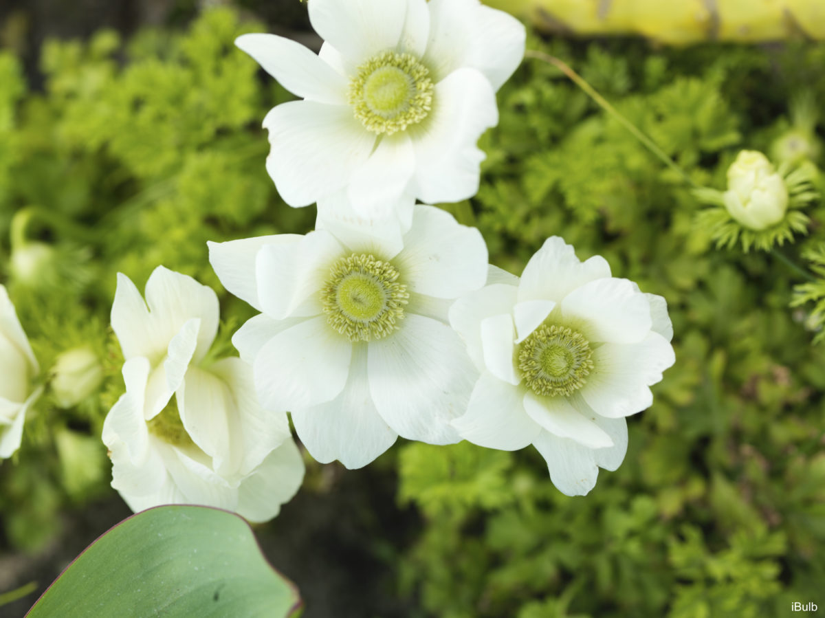 Anemone coronaria THE BRIDE