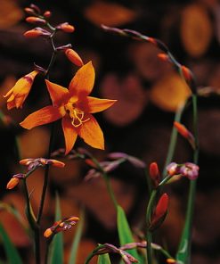 Crocosmia crocosmiiflora EMILY McKENZIE
