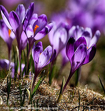 Crocus heuffelianus - Image 2