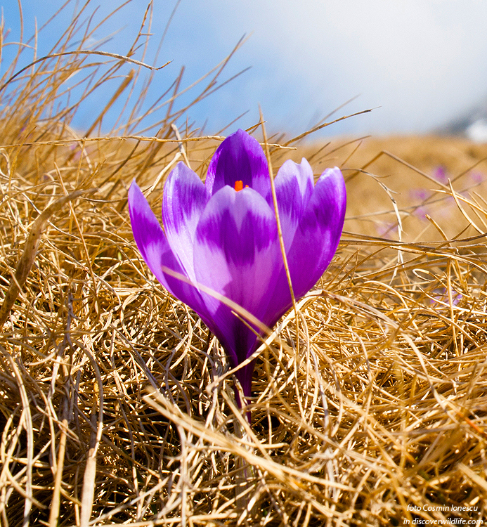 Crocus heuffelianus - Image 4