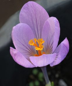 Crocus serotinus salzmannii