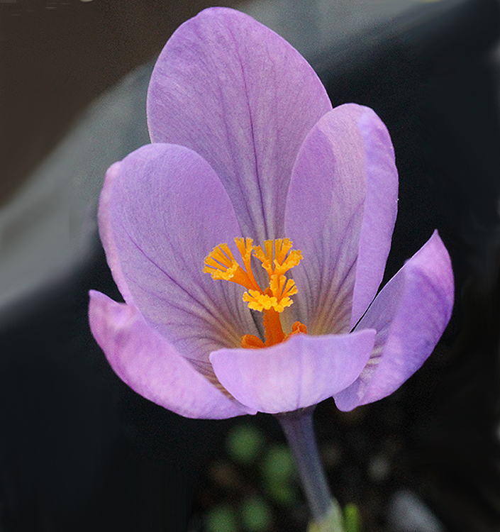 Crocus serotinus salzmannii - Image 2
