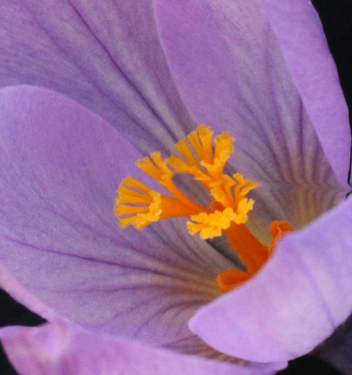 Crocus serotinus salzmannii - Image 4