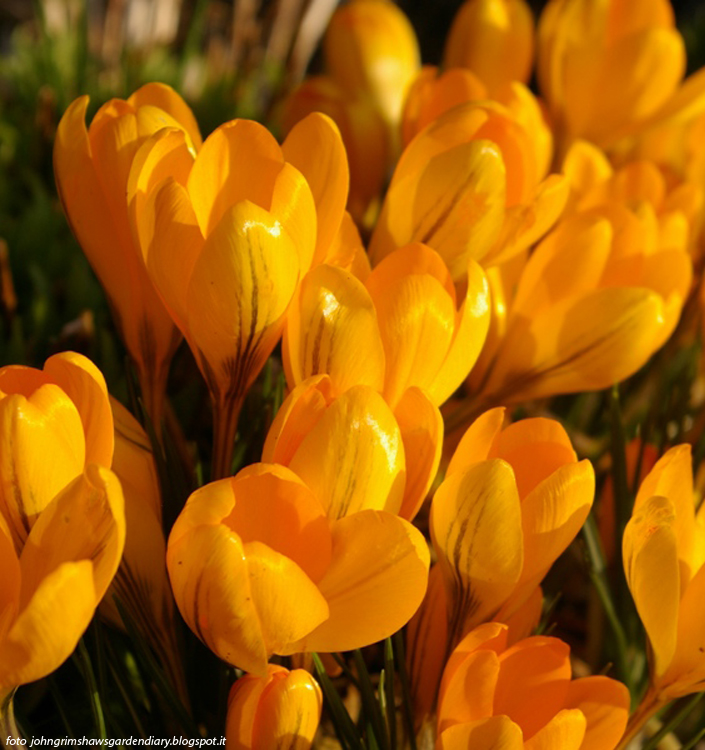 Crocus vernus GOLDEN YELLOW (C. flavus L.Y.) - Image 4