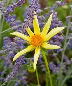 Dahlia (DALIA fiore semplice) orchid HONKA YELLOW