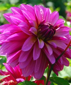 Dahlia (DALIA decorativa) MEDITERRANNEE