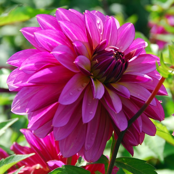 Dahlia (DALIA decorativa) MEDITERRANNEE - Image 2