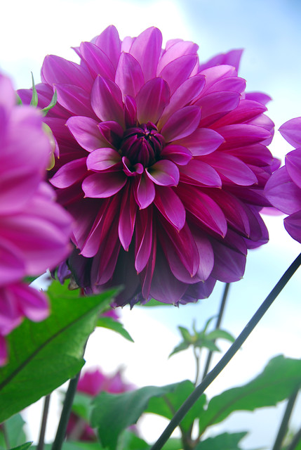 Dahlia (DALIA decorativa) MEDITERRANNEE - Image 5