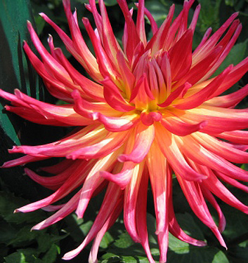 Dahlia (cactus) BORA BORA - Image 2