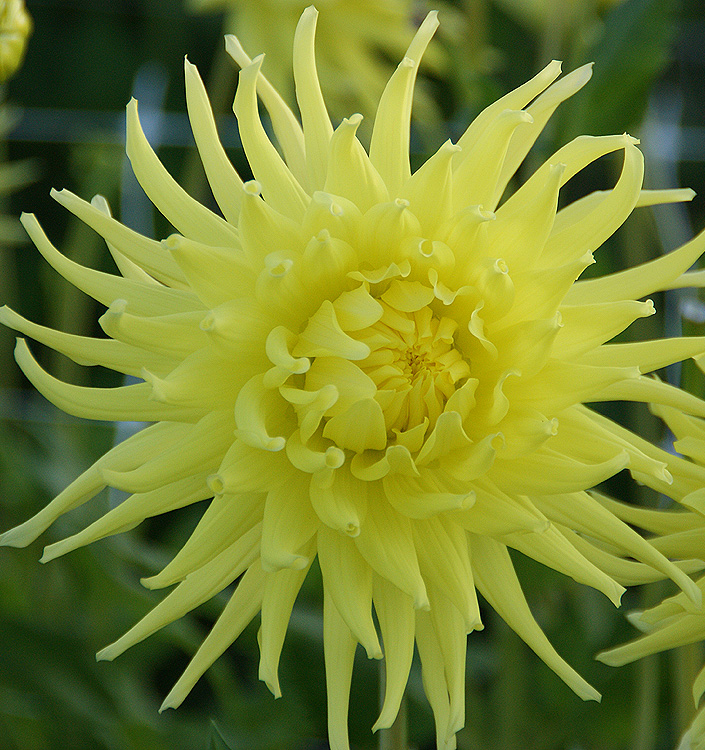 Dahlia (cactus) KENNEMERLAND - Image 2