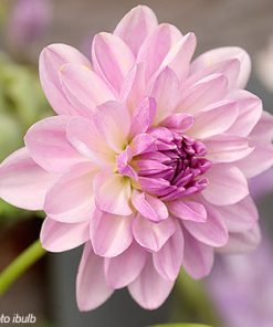 Dahlia (karma) LAGOON