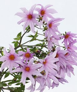 Dahlia (specie) imperialis