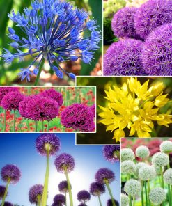 FLORIANA Collection Agli ornamentali (mini collezione 20 bulbi)