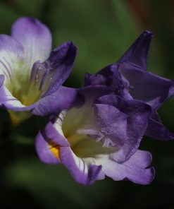 Freesia ROYAL BLUE (simple dark blue)