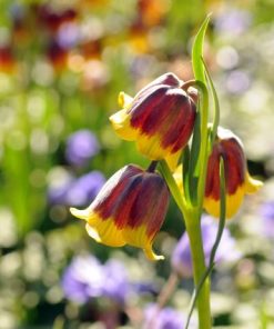 Fritillaria michailovskyi