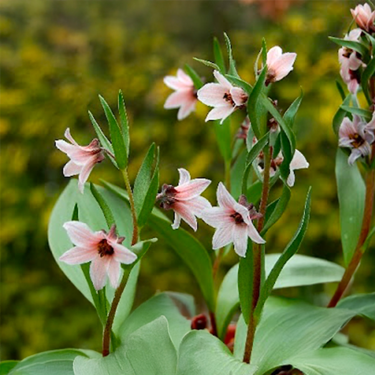 Fritillaria stenanthera - Image 2