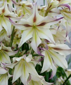 Gladiolus tristis