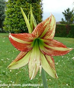 Hippeastrum (Sonatini) VIRIDI RASCAL