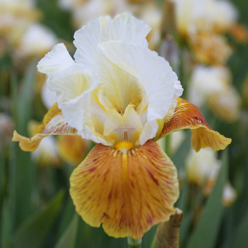 Iris germanica HONEY GLAZED (P) - Image 2