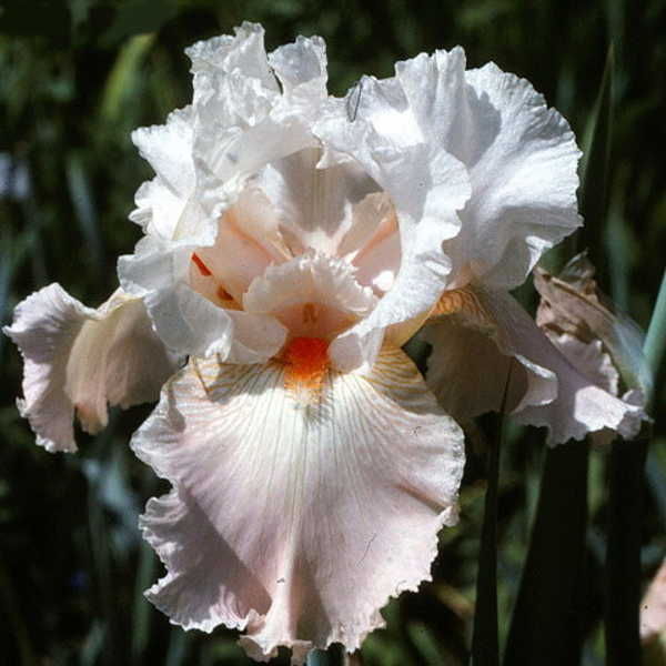 Iris germanica FRAPPE - Image 2