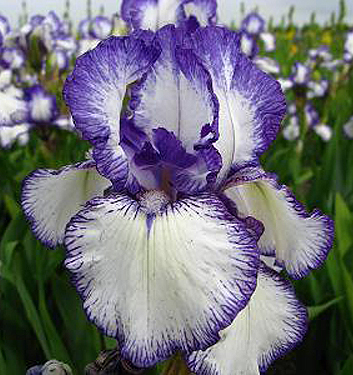 Iris germanica BOLD PRINT (P)