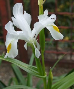 Iris magnifica 'Alba'