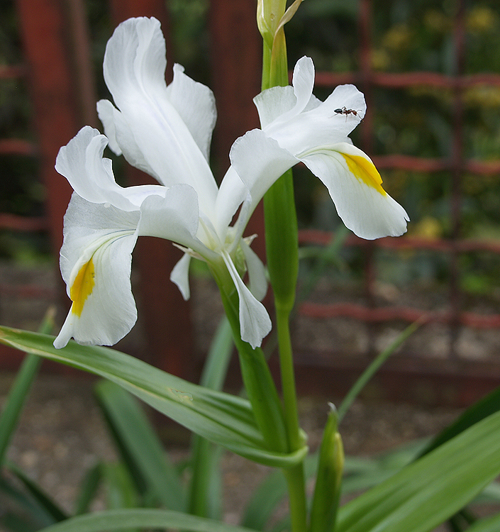 Iris magnifica 'Alba' - Image 2