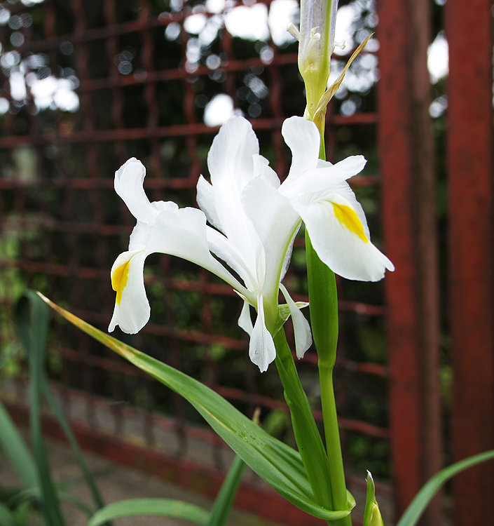 Iris magnifica 'Alba' - Image 3