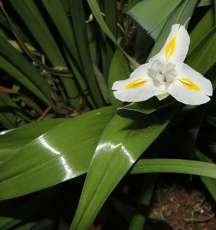 Iris magnifica 'Alba' - Image 4