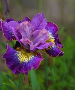 Iris sibirica HOW AUDACIOUS