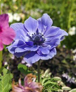 Anemone coronaria LORD LIEUTENANT