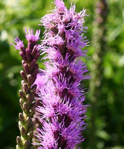 Liatris spicata KOBOLD (Original)