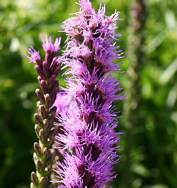 Liatris spicata KOBOLD (Original) - Image 2