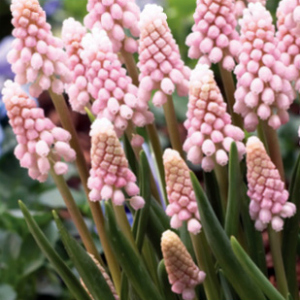 Muscari PINK SUNRISE - Image 2