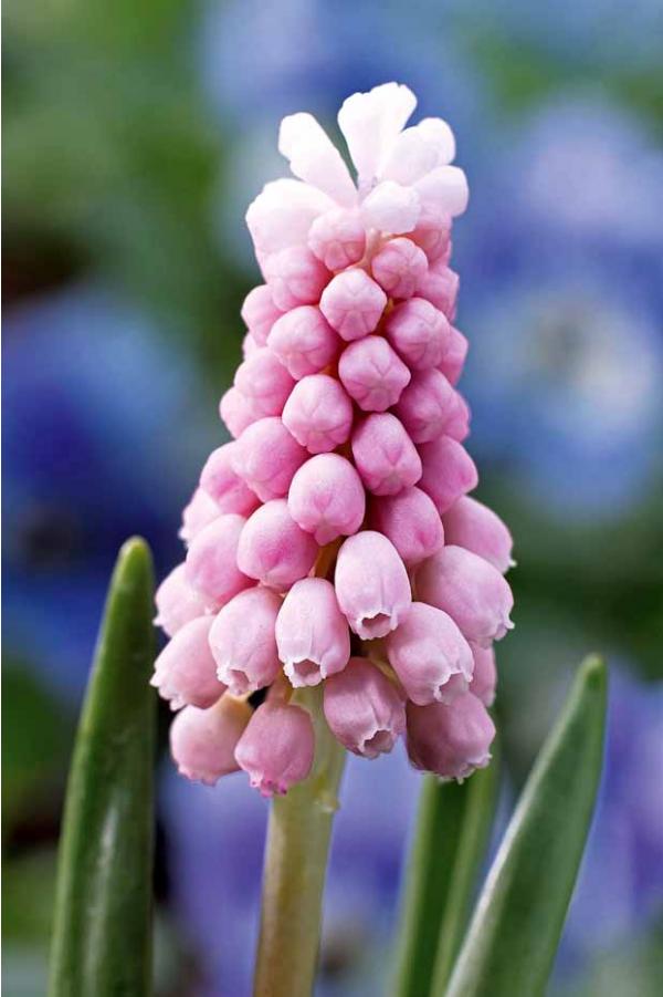 Muscari PINK SUNRISE - Image 3