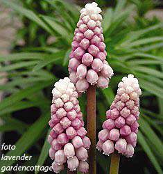 Muscari PINK SUNRISE - Image 4