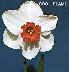 Narcissus – Div. 02 (mediocoronati) COOL FLAME 2 W-P