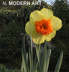Narcissus – Div. 02 (mediocoronati) MODERN ART  2 Y-R