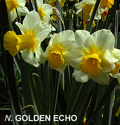 Narcissus – Div. 07 (giunchiglie) GOLDEN ECHO 7 W-Y