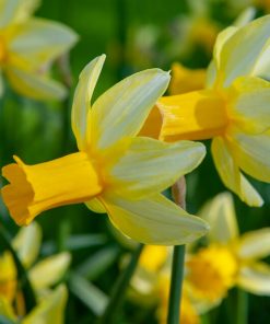 Narcissus – Div. 06 (ciclaminei) MOTHER DUCK 6 Y-Y