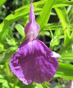 Roscoea auriculata