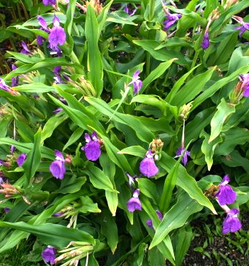 Roscoea auriculata - Image 3