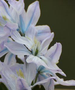 Scilla mischtschenkoana (tubergeniana)