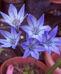 Triteleia REGINA FABIOLA