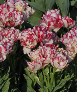 Tulipa – Gruppo 02 (precoci doppi) BELICIA